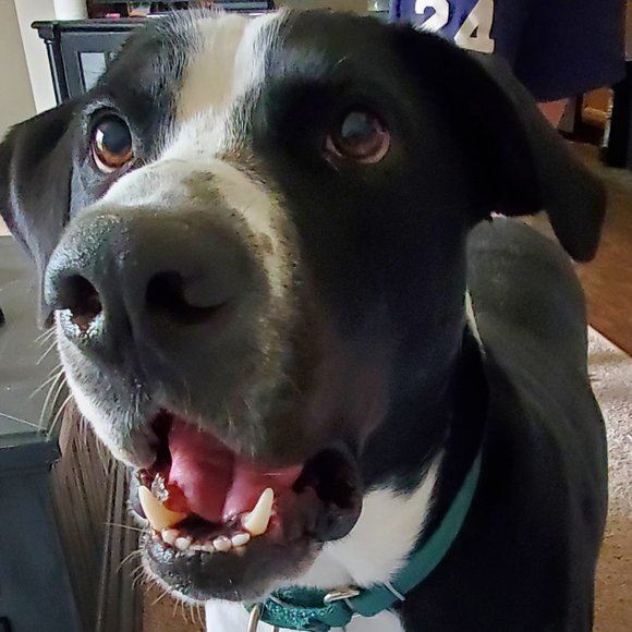 Meet your Posher, Lauren - Picture 1 of 1